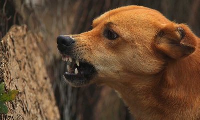 ಪುಟ್ಟ ಬಾಲಕಿಯ ಮೇಲೆ ಬೀದಿ ನಾಯಿ ದಾಳಿ