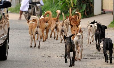 ಬೀದಿನಾಯಿ ಹಾವಳಿ: ಬೇಕಿದೆ ತಿಳಿವಳಿಕೆ