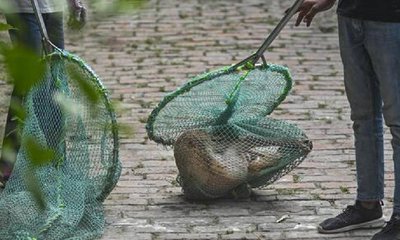 ತಕ್ಷಣ ಬೀದಿ ನಾಯಿಗಳನ್ನು ತೆರವುಗೊಳಿಸಿ- ಸುಪ್ರೀಂ ಖಡಕ್‌ ಆದೇಶ