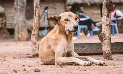 ಬೀದಿ ನಾಯಿಯನ್ನು ಗುಂಡಿಕ್ಕಿ ಕೊಂದ ಜಡ್ಜ್ ಭದ್ರತಾ ಸಿಬ್ಬಂದಿ