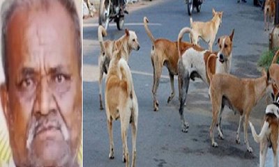 ಬೆಂಗಳೂರಿನಲ್ಲಿ ಬೀದಿನಾಯಿಗಳ ಬರ್ಬರ ದಾಳಿಗೆ ವೃದ್ಧ ಬಲಿ