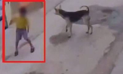 ಕೋಲಾರದಲ್ಲಿ ಬಾಲಕನ ಮೇಲೆ ಬೀದಿನಾಯಿಗಳ ಬರ್ಬರ ದಾಳಿ