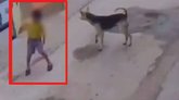 ಕೋಲಾರದಲ್ಲಿ ಬಾಲಕನ ಮೇಲೆ ಬೀದಿನಾಯಿಗಳ ಬರ್ಬರ ದಾಳಿ