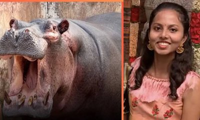 ಪಶುವೈದ್ಯೆ ಸಾವಿಗೆ ಕಾರಣವಾದ ನೀರಾನೆ ಮರಿ ಗರ್ಭದಲ್ಲೇ ಸಾವು!