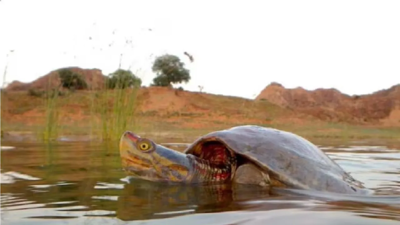 Red-Crowned Roofed Turtle: ಗಂಗಾ ನದಿಗೆ ಅಳಿವಿನಂಚಿನಲ್ಲಿದ್ದ ಆಮೆ ಪ್ರಭೇದದ  ಮರುಪರಿಚಯ