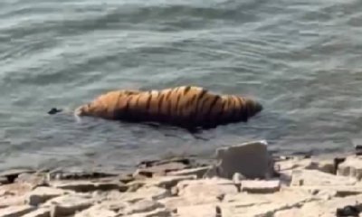 ಹುಲಿ ಸಾವಿಗೆ ಕಾರಣ ಪತ್ತೆ, ಉರುಳಿಟ್ಟವರ ತಲಾಶೆಗೆ ಮುಂದಾದ ಇಲಾಖೆ