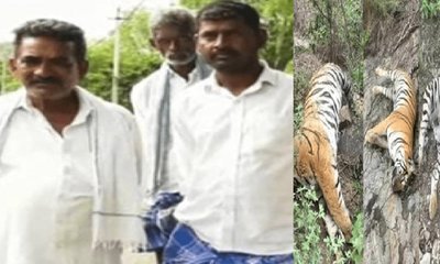 ಮಲೆ ಮಹದೇಶ್ವರ ಬೆಟ್ಟದಲ್ಲಿ ಐದು ಹುಲಿಗಳ ಹತ್ಯೆ: ವಿಷವಿಕ್ಕಿದ ಮೂವರ ಬಂಧನ