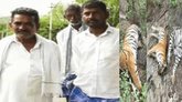 ಮಲೆ ಮಹದೇಶ್ವರ ಬೆಟ್ಟದಲ್ಲಿ ಐದು ಹುಲಿಗಳ ಹತ್ಯೆ: ವಿಷವಿಕ್ಕಿದ ಮೂವರ ಬಂಧನ