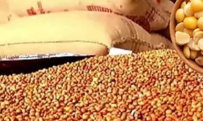 ತೊಗರಿ ಬೆಂಬಲ ಬೆಲೆ ಖರೀದಿ: ರೈತರು ನಿರಾಳ