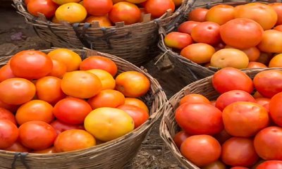 ಗಗನಕ್ಕೇರಿದ ಟೊಮೆಟೋ ಬೆಲೆ