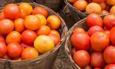 ಗಗನಕ್ಕೇರಿದ ಟೊಮೆಟೋ ಬೆಲೆ