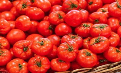 ಏರಿಕೆಯ ಹಾದಿಗೆ ಮರಳಿದ ಟೊಮೆಟೋ ಬೆಳೆ