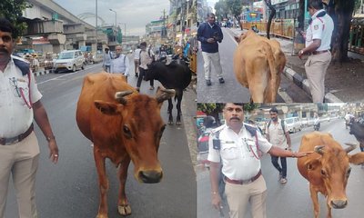 ಬೆಂಗಳೂರಿನಲ್ಲಿ ಹಸುಗಳಿಂದ ಟ್ರಾಫಿಕ್ ಜ್ಯಾಮ್!