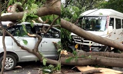 ಸಿಎಂ ಮನೆ ಮುಂದೆ  ಧರೆಗುರುಳಿದ ಬೃಹತ್‌ ಮರ; ವಾಹನಗಳು ಜಖಂ