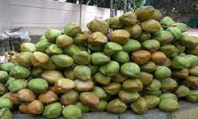 Tender Coconut Price Fall: ತೀವ್ರ ಕುಸಿತ ಕಂಡ ಎಳನೀರು ಬೆಲೆ