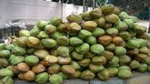 Tender Coconut Price Fall: ತೀವ್ರ ಕುಸಿತ ಕಂಡ ಎಳನೀರು ಬೆಲೆ