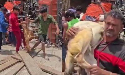 ಅಪಘಾತದಲ್ಲಿ ಗಾಯಾಳುಗಳಿಗೆ ನೆರವಾಗುವ ಬದಲು ಮೇಕೆ ದೋಚಿದ ಜನ