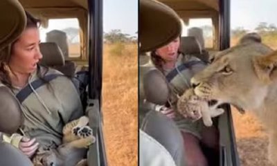 ಮಹಿಳೆಯ ಮಡಿಲಲ್ಲಿ ಮರಿಯನ್ನು ಇರಿಸಿ ಹೋದ ಸಿಂಹಿಣಿ