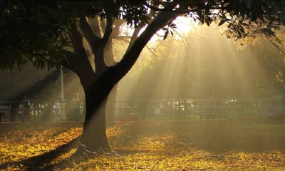 ರಾಜ್ಯದಲ್ಲಿ ಒಣಹವೆ, ರಾಜಧಾನಿಯಲ್ಲಿ ಕವಿದ ಮಂಜು