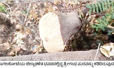 ಬೆಳೆಗಾರರಿಗೆ ಶ್ರೀಗಂಧದ ರಕ್ಷಣೆ ಚಿಂತೆ