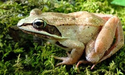 ಹೃದಯವನ್ನೇ ಹೆಪ್ಪುಗಟ್ಟಿಸಿ ಸಾವನ್ನು ಗೆಲ್ಲುವ ವುಡ್‌ ಕಪ್ಪೆ