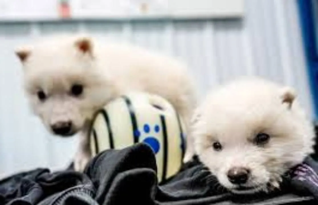 Dire wolves: 12,000 ವರ್ಷಗಳ ಹಿಂದೆ ಅಳಿದು ಹೋಗಿದ್ದ ಡೇಂಜರಸ್‌ ತೋಳಗಳ ಮರುಸೃಷ್ಟಿ