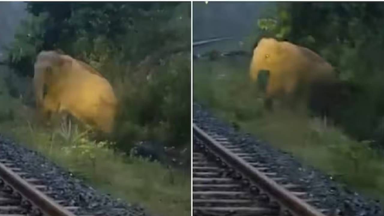ರೈಲ್ವೇ ಹಳಿ ಬಳಿಯೇ ಮರಿಗೆ ಜನ್ಮ ನೀಡಿದ ತಾಯಿ ಆನೆ