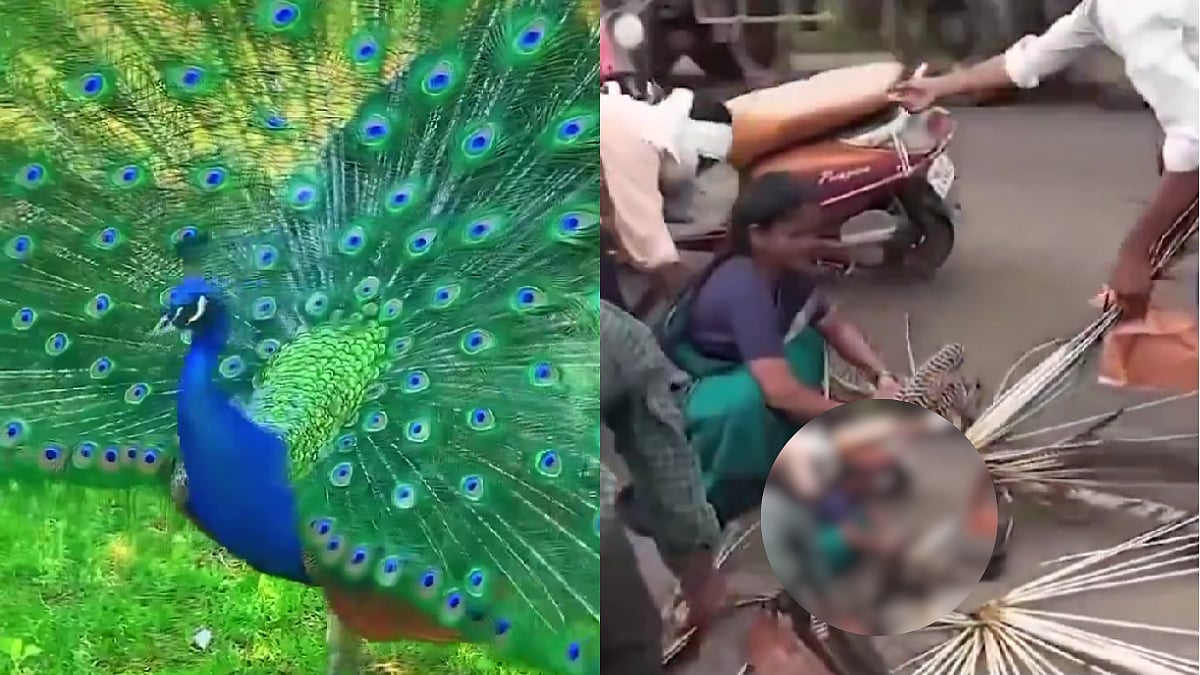 ಗಾಯಗೊಂಡ ನವಿಲಿನ ಗರಿಗಳನ್ನು ಕಿತ್ತ ಜನ