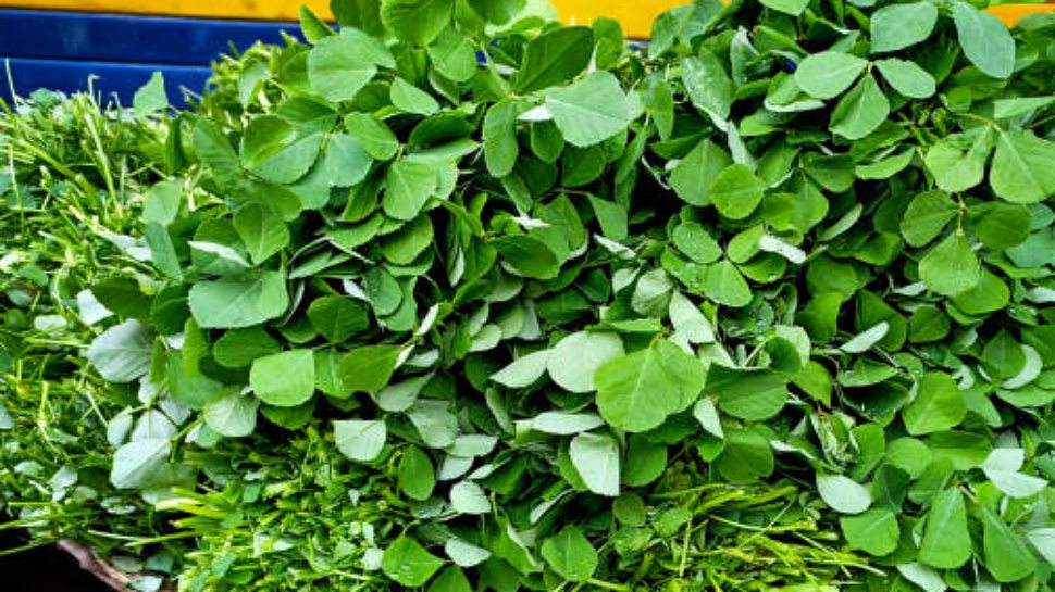 ಆರೋಗ್ಯ ವೃದ್ಧಿಸುವ ಮೆಂತೆ ಸೊಪ್ಪು