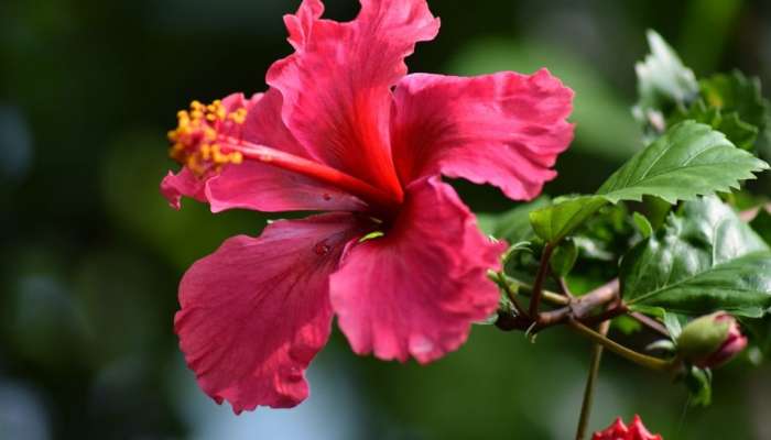 ಮನೆಯಲ್ಲಿ ಈ ಗಿಡ ಇದ್ದರೆ ಸಂಪತ್ತು, ವೈವಾಹಿಕ ಆನಂದ ಅಧಿಕ!