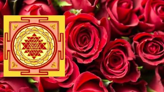 ಮನೆಗೆ ಶುಭ ತರುವ ಗುಲಾಬಿ;  ಈ ವಾಸ್ತು ಟಿಪ್ಸ್‌ ಪಾಲಿಸಿ