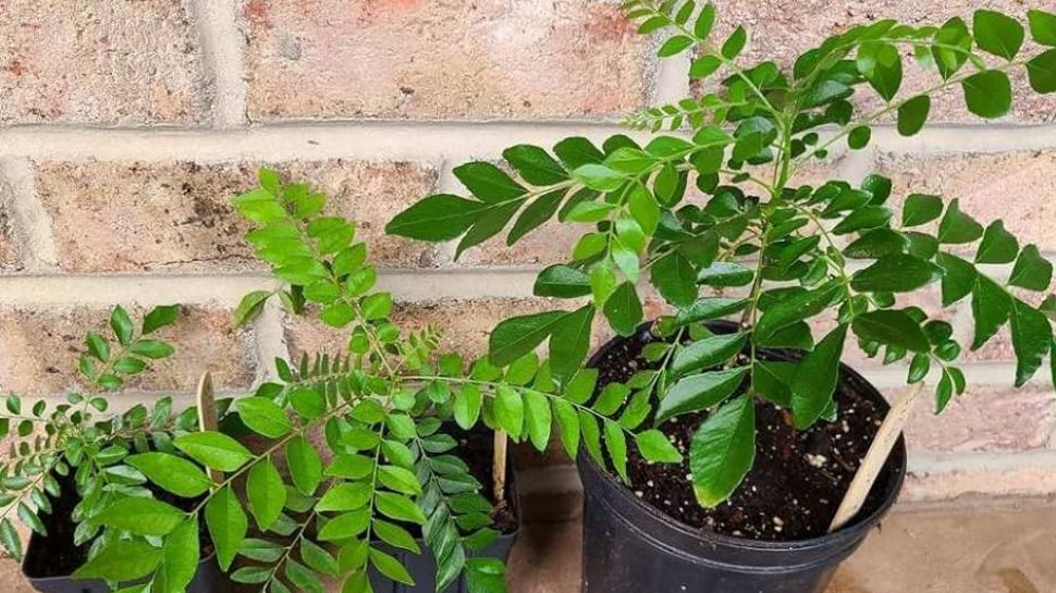 ಕೈಯಲ್ಲಿ ಹಣ ನಿಲ್ಲಬೇಕಾದರೆ ಇದೊಂದು ಗಿಡ ಮನೆಯಲ್ಲಿರಲಿ!