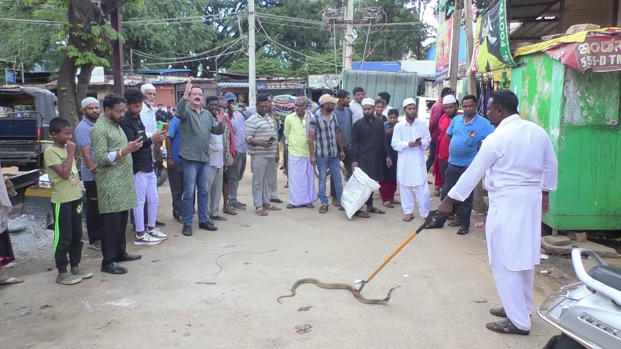 ಜನೌಷಧಿ ಕೇಂದ್ರಕ್ಕೆ ನುಗ್ಗಿದ ಕಾಳಿಂಗಸರ್ಪ