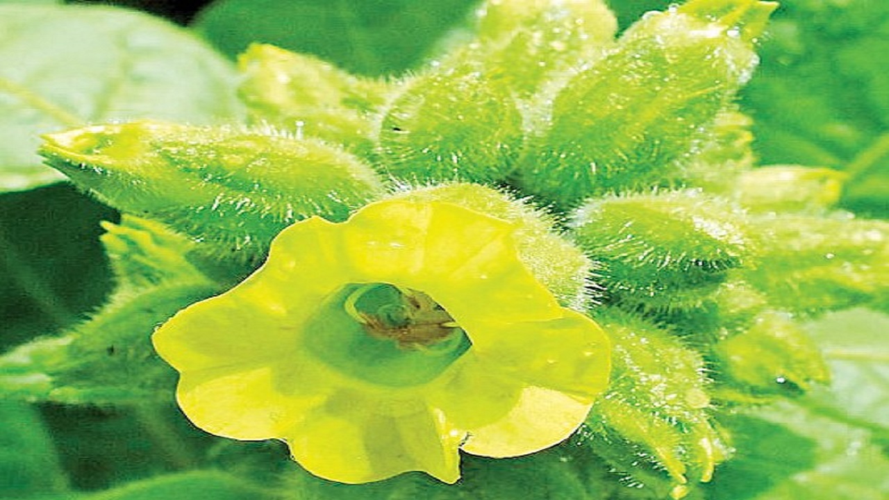 ತಂಬಾಕು ವಿಶ್ವವ್ಯಾಪಿಯಾಗಲು ಗ್ರಹಣಗಳೇ ಕಾರಣವಾದವು !