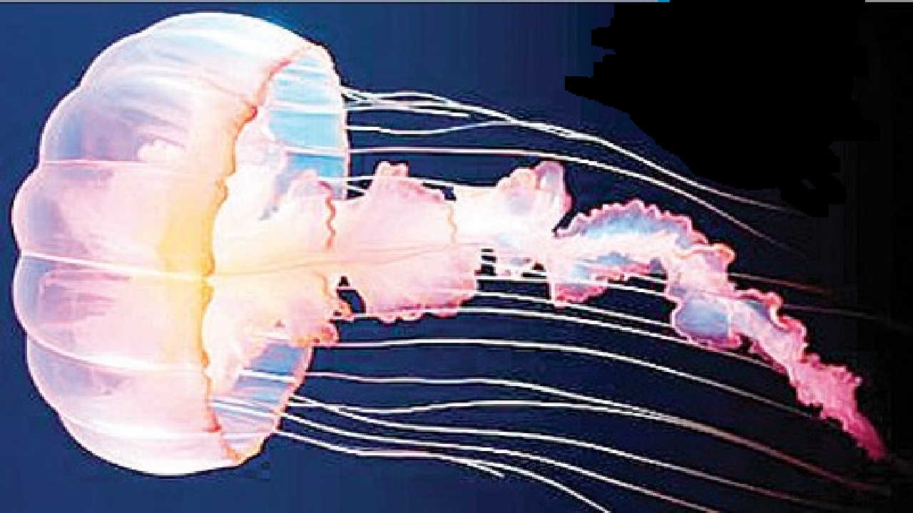 Dr N Someshwara Column: ಬೆರಗು ಮೂಡಿಸುವ ಅಂಬಲಿ ಮೀನು