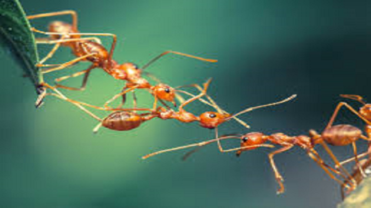 ಇರುವೆಗಳಿಂದ ಮದ್ದು ಮಾಡಿಸಿಕೊಳ್ಳುವ ಕಾಗೆ
