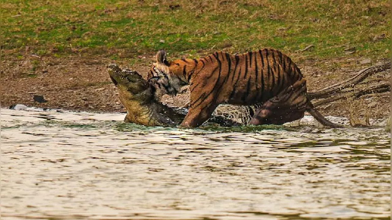 ರಣಥಂಭೋರ್ ರಾಣಿ ಆರೋಹೆಡ್ ಸಾವು