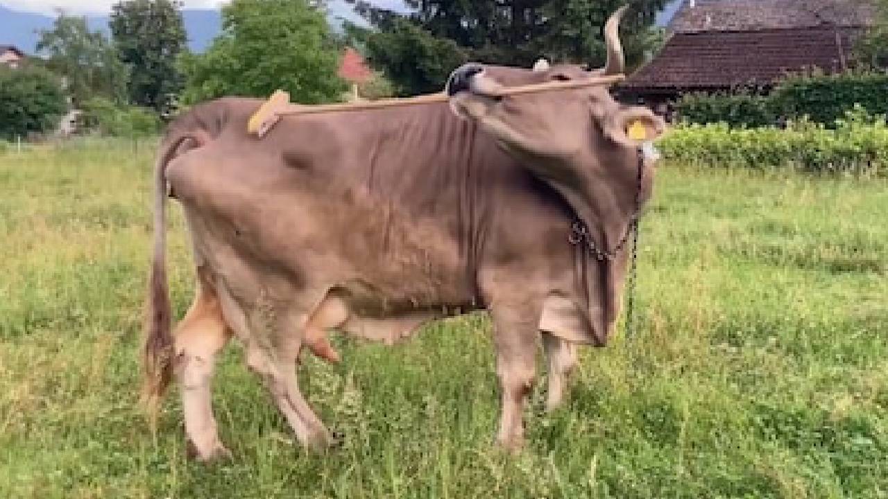 ಬ್ರಷ್ ಬಳಸಿ ತನ್ನನ್ನು ತಾನೇ ಕೆರೆದುಕೊಳ್ಳುವ ಹಸು: ವಿಜ್ಞಾನಿಗಳೇ ಶಾಕ್!