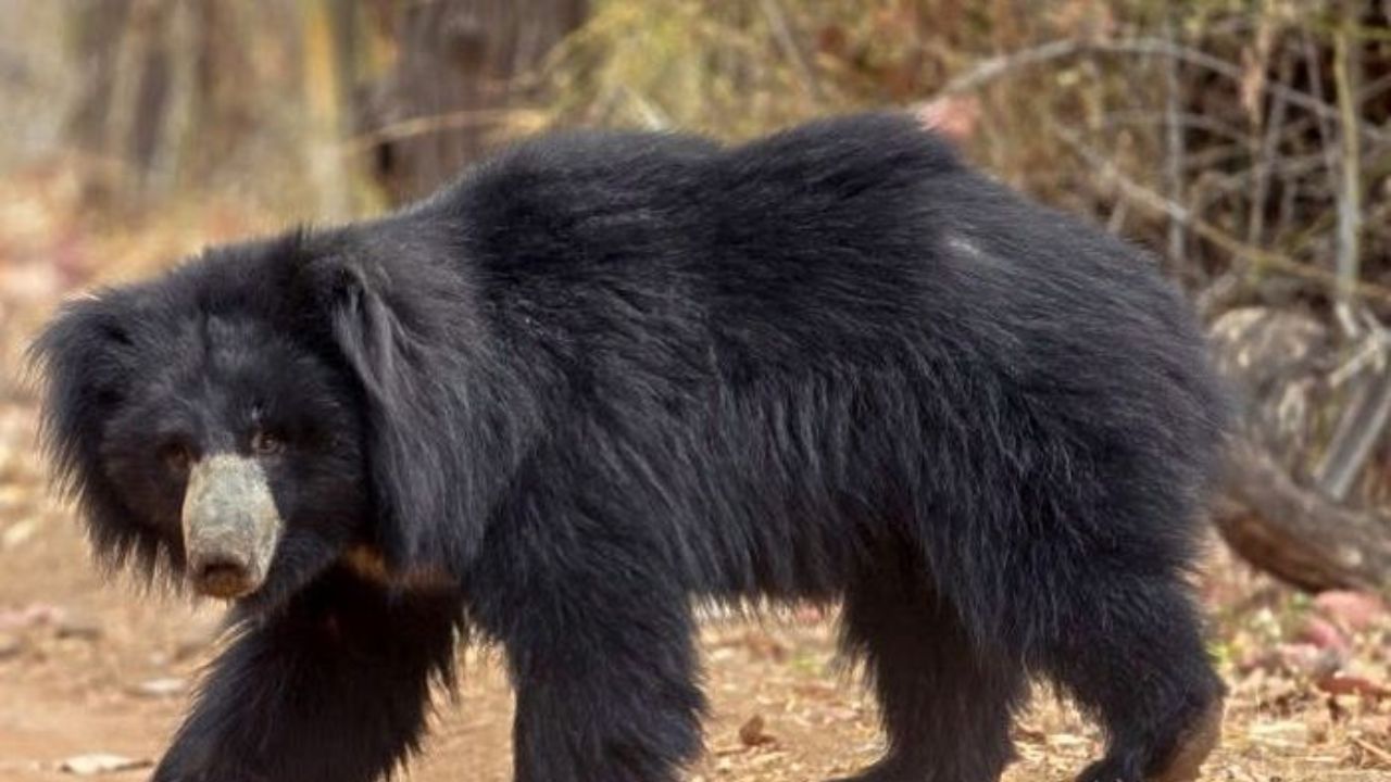 ಕರಡಿಯೊಂದಿಗೆ ಹೋರಾಡಿ ಪತಿಯನ್ನು ರಕ್ಷಿಸಿದ ಪತ್ನಿ