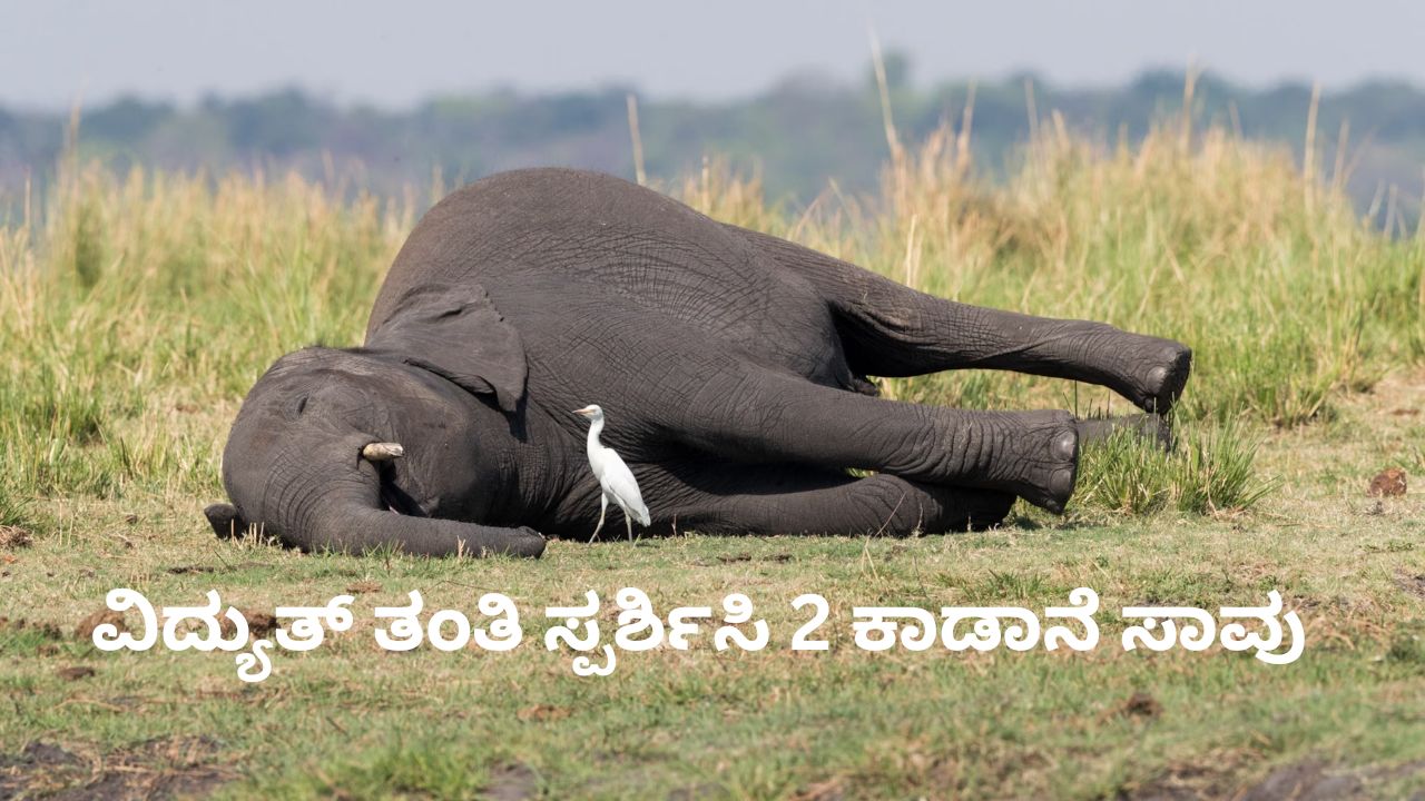 ಬೆಳಗಾವಿಯಲ್ಲಿ ವಿದ್ಯುತ್ ತಂತಿ ಸ್ಪರ್ಶಿಸಿ 2 ಕಾಡಾನೆ ಸಾವು; ತನಿಖೆಗೆ ಸಚಿವ ಈಶ್ವರ್‌ ಖಂಡ್ರೆ ಆದೇಶ