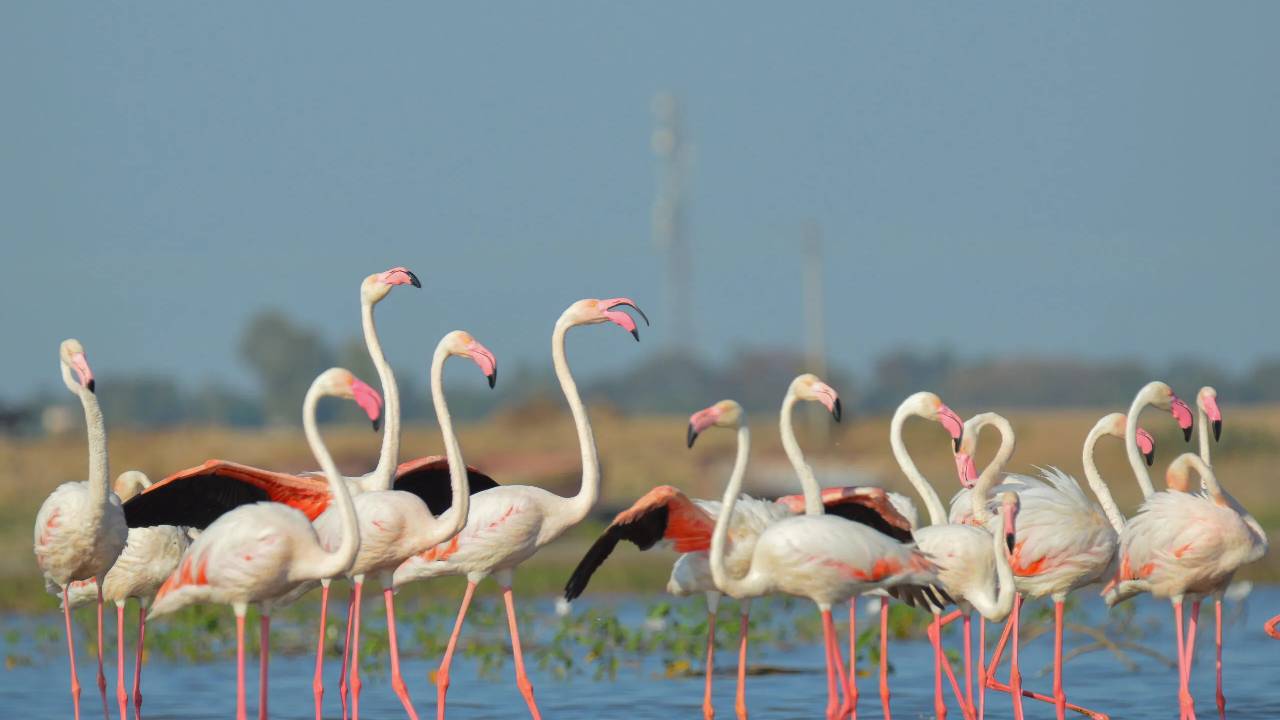 Flamingoes: ಮನಮೋಹಕ ಫ್ಲೆಮಿಂಗೊ ನೋಡಲು ಭಾರತದ ಈ ತಾಣಗಳಿಗೆ ಭೇಟಿ ನೀಡಿ - Image 7