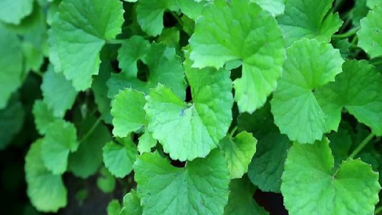 ಬ್ರಾಹ್ಮಿ ಎಲೆ ಸೇವನೆಯಿಂದಾಗುವ ಪ್ರಯೋಜನವೇನು?