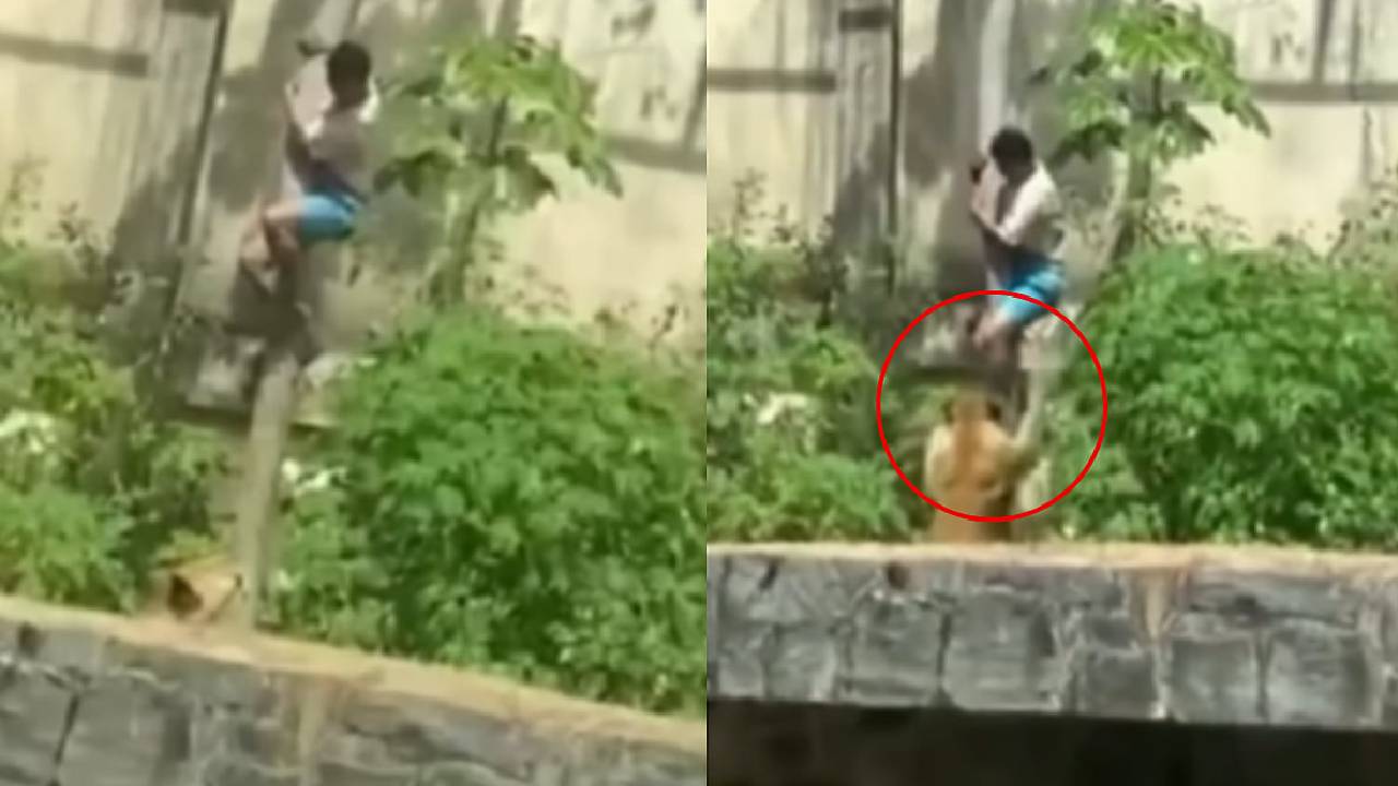 ಸಿಂಹಿಣಿಯ ಆವರಣಕ್ಕೆ ನುಗ್ಗಿ ದುರಂತ ಅಂತ್ಯ ಕಂಡ ಯುವಕ: ಭಯಾನಕ ವಿಡಿಯೊ ವೈರಲ್