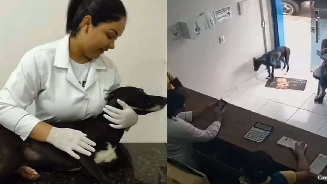 ಚಿಕಿತ್ಸೆ ಪಡೆಯಲು ವೈದ್ಯರ ಬಳಿ ಬಂದ ನಾಯಿ
