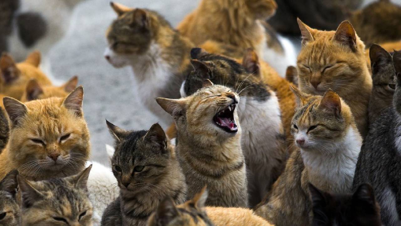 Cat Island: ಮನುಷ್ಯರಿಗಿಂತಲೂ ಬೆಕ್ಕುಗಳೇ ಹೆಚ್ಚು ಈ ದ್ವೀಪದಲ್ಲಿ! ಎಲ್ಲಿದೆ ಇದು? - Image 1