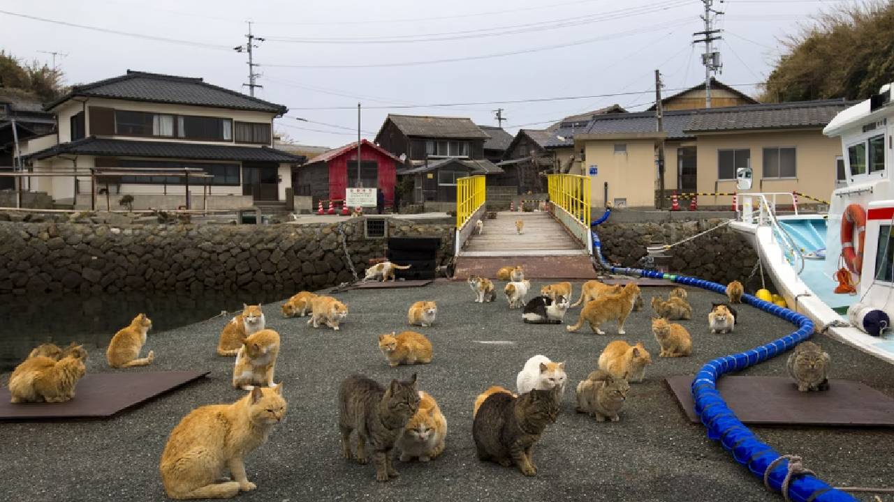 Cat Island: ಮನುಷ್ಯರಿಗಿಂತಲೂ ಬೆಕ್ಕುಗಳೇ ಹೆಚ್ಚು ಈ ದ್ವೀಪದಲ್ಲಿ! ಎಲ್ಲಿದೆ ಇದು? - Image 2