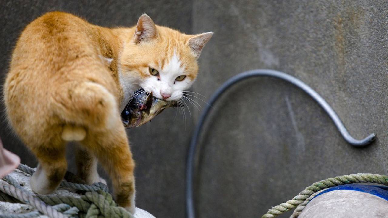 Cat Island: ಮನುಷ್ಯರಿಗಿಂತಲೂ ಬೆಕ್ಕುಗಳೇ ಹೆಚ್ಚು ಈ ದ್ವೀಪದಲ್ಲಿ! ಎಲ್ಲಿದೆ ಇದು? - Image 3