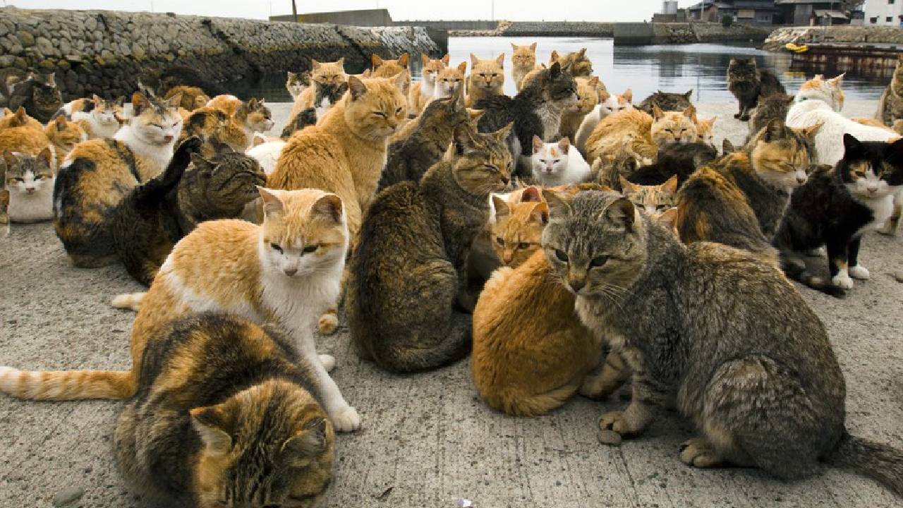 Cat Island: ಮನುಷ್ಯರಿಗಿಂತಲೂ ಬೆಕ್ಕುಗಳೇ ಹೆಚ್ಚು ಈ ದ್ವೀಪದಲ್ಲಿ! ಎಲ್ಲಿದೆ ಇದು? - Image 4