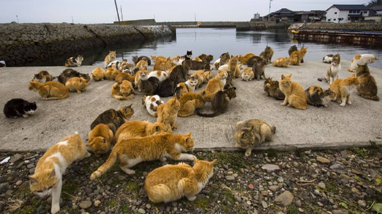 Cat Island: ಮನುಷ್ಯರಿಗಿಂತಲೂ ಬೆಕ್ಕುಗಳೇ ಹೆಚ್ಚು ಈ ದ್ವೀಪದಲ್ಲಿ! ಎಲ್ಲಿದೆ ಇದು? - Image 5