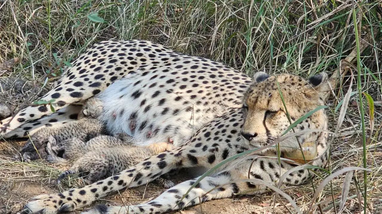 ಮೂರು ಮರಿಗಳಿಗೆ ಜನ್ಮ ನೀಡಿದ ಚೀತಾ